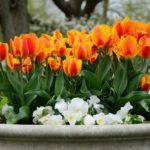 Oranžové a žluté tulipány s bílými květy ve velké venkovní nádobě