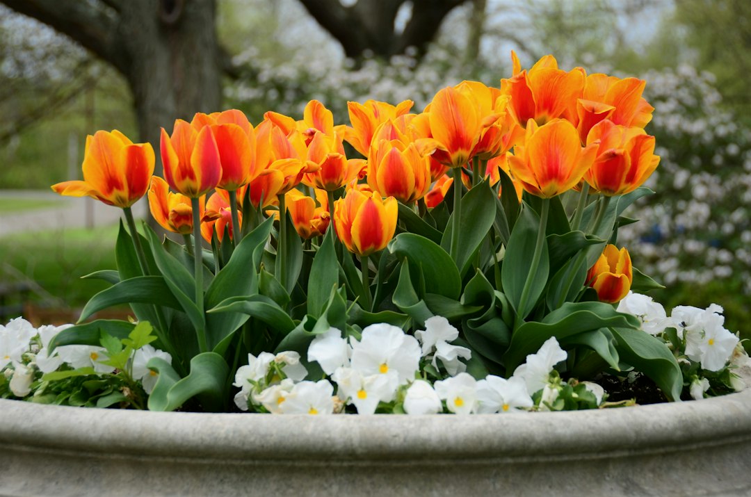 Oranžové a žluté tulipány s bílými květy ve velké venkovní nádobě