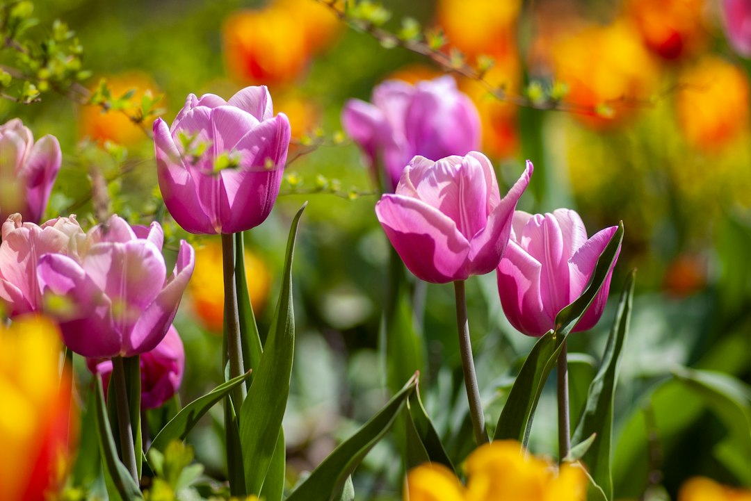 Fialovorůžové tulipány v jarním záhonu